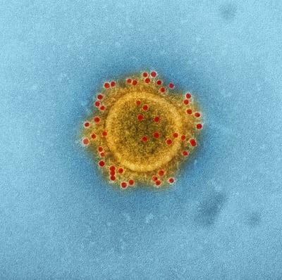covid-19 virus coronavirus confinement infection visons nouvelle forme mutante