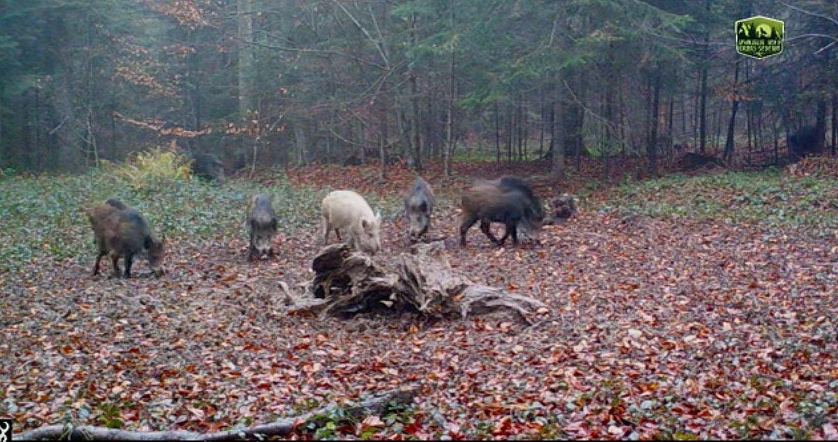 sanglier blanc roumanie