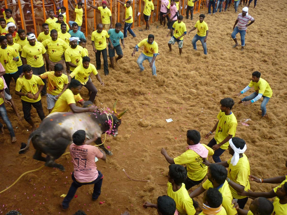 jallikattu india inde 2021