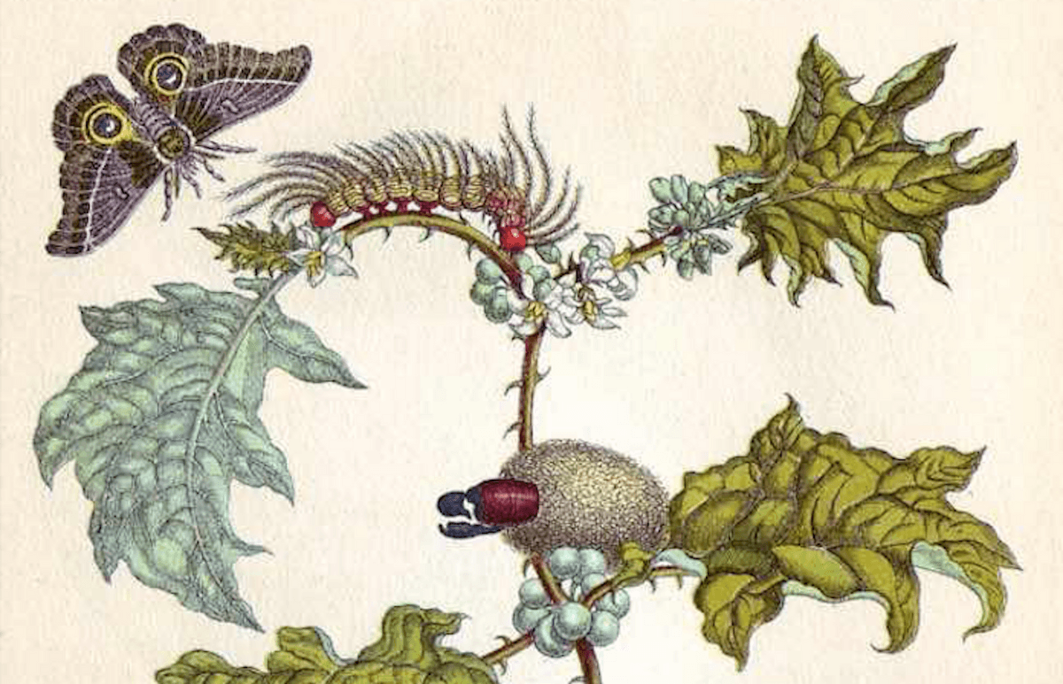 Métamorphose d’Emanuele Coccia