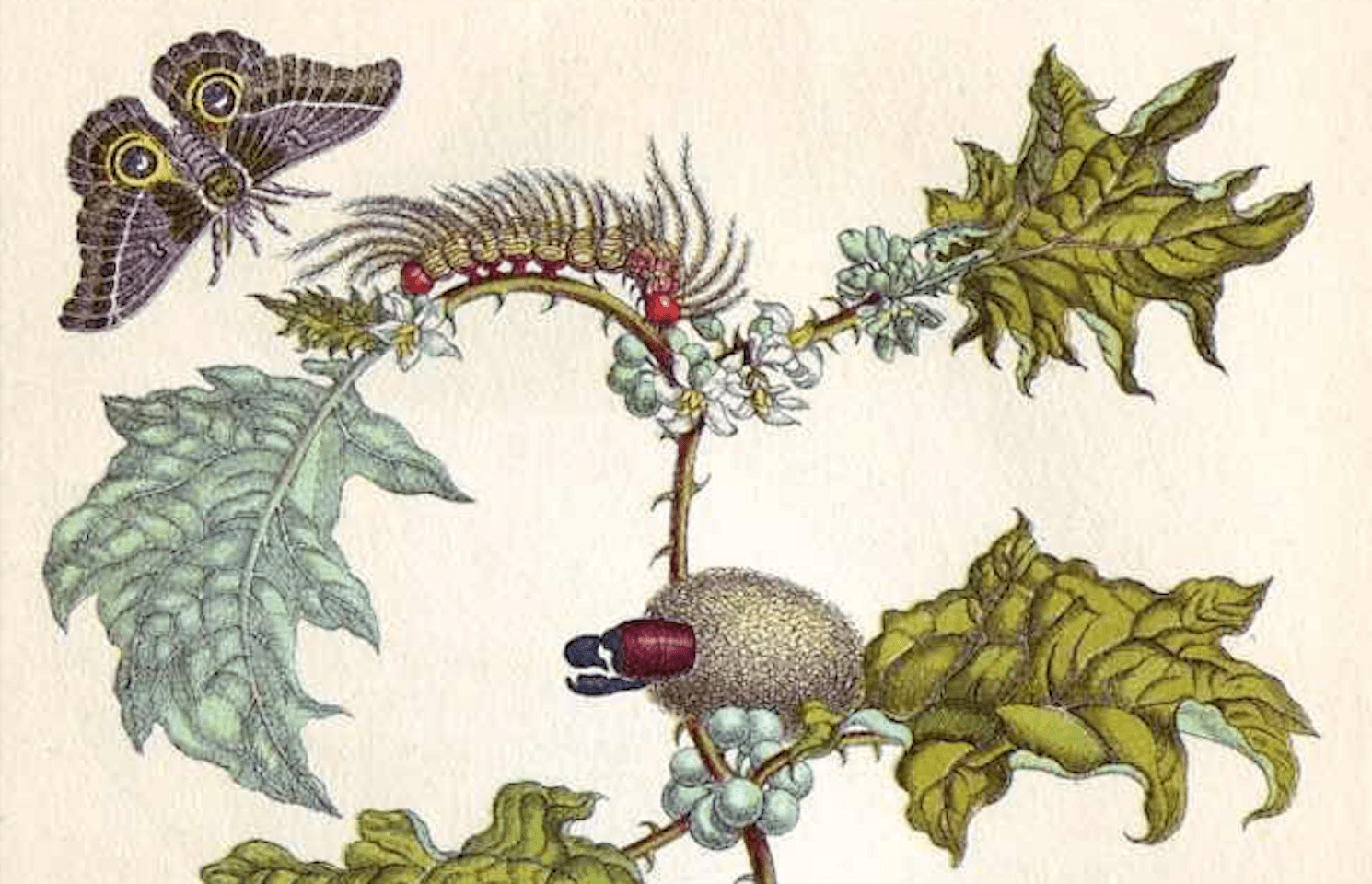 Métamorphose d’Emanuele Coccia