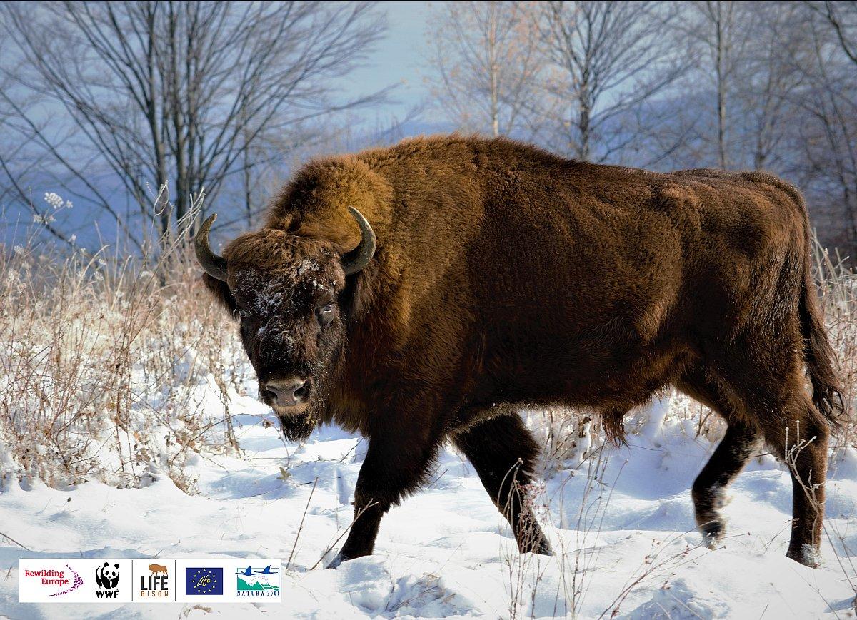 european_bison_-_photo_from_wwf_romania