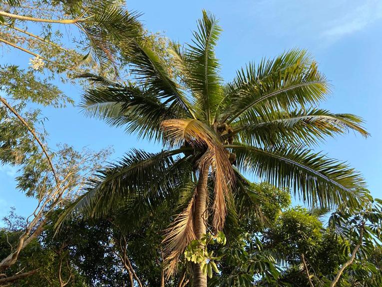 plante médicinale flore nouvelle-calédonie