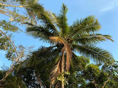 plante médicinale flore nouvelle-calédonie