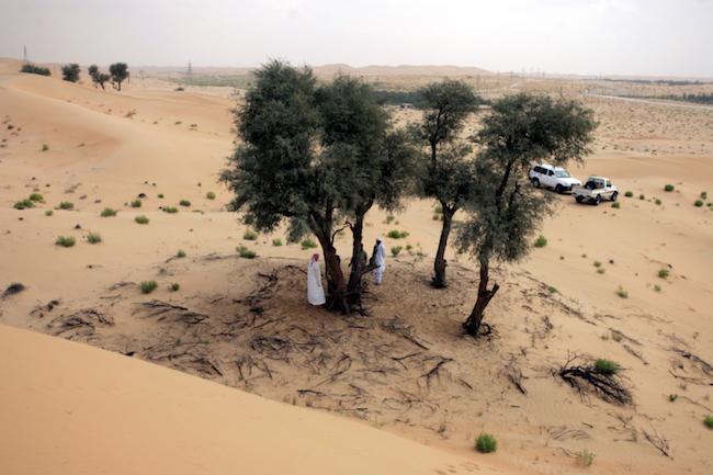 graines de ghaf Dubai