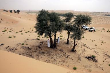 graines de ghaf Dubai