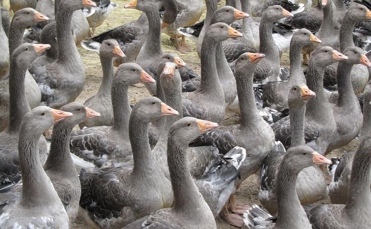 foie gras italie boycotte