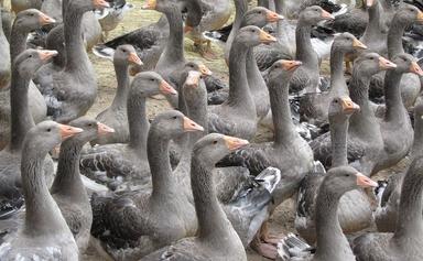 foie gras italie boycotte