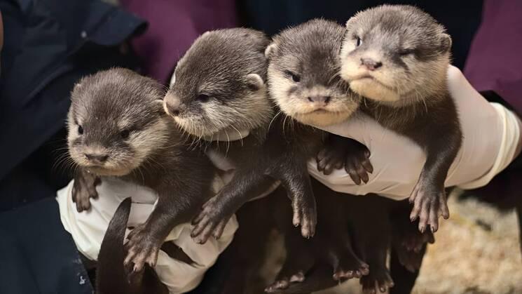 bébés loutres zoo londres
