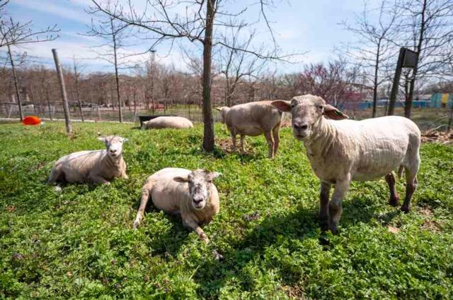 À Governors Island, 5 moutons désherbent naturellement cette île de New York