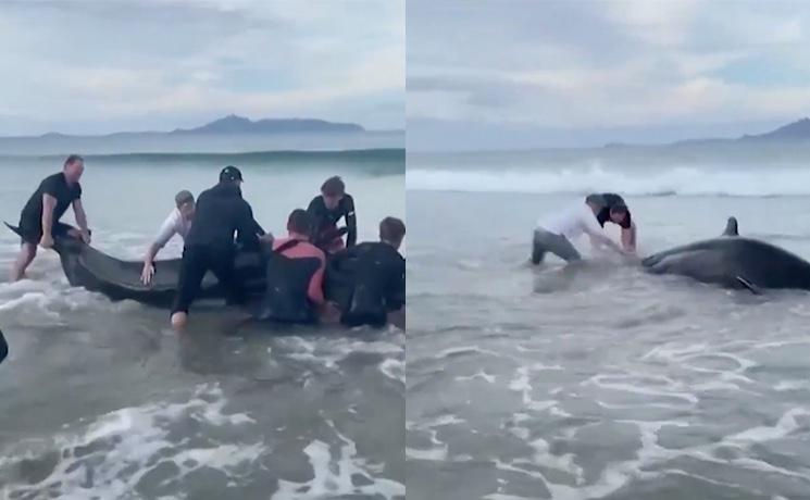 Ali Williams et des sauveteurs sauvant une baleine