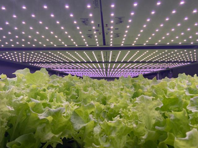 Les salades qui poussent hors sol dans la ferme verticale de Nordic Harvest au Danemark.