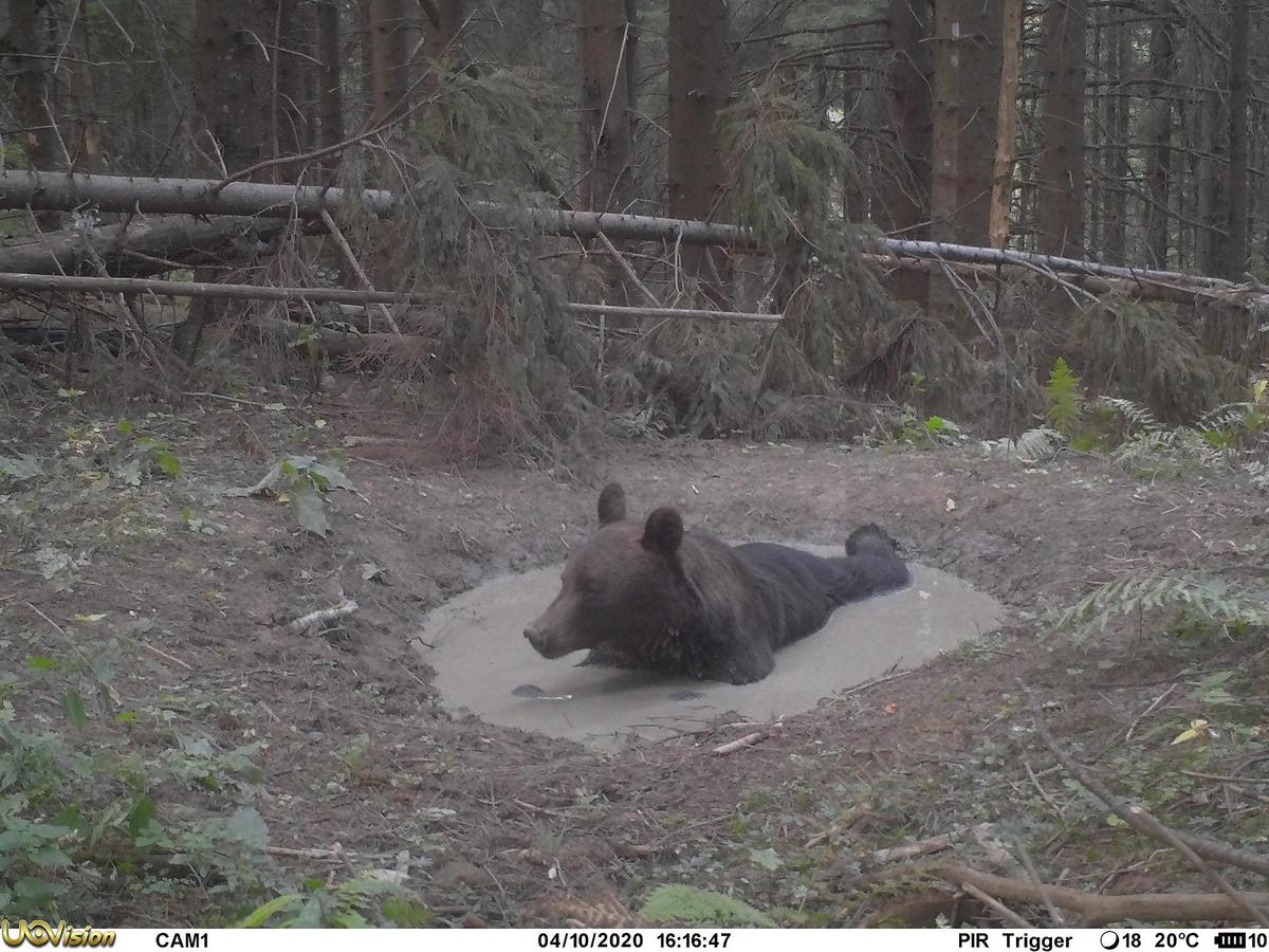Un animal sauvage se baignant en Roumanie