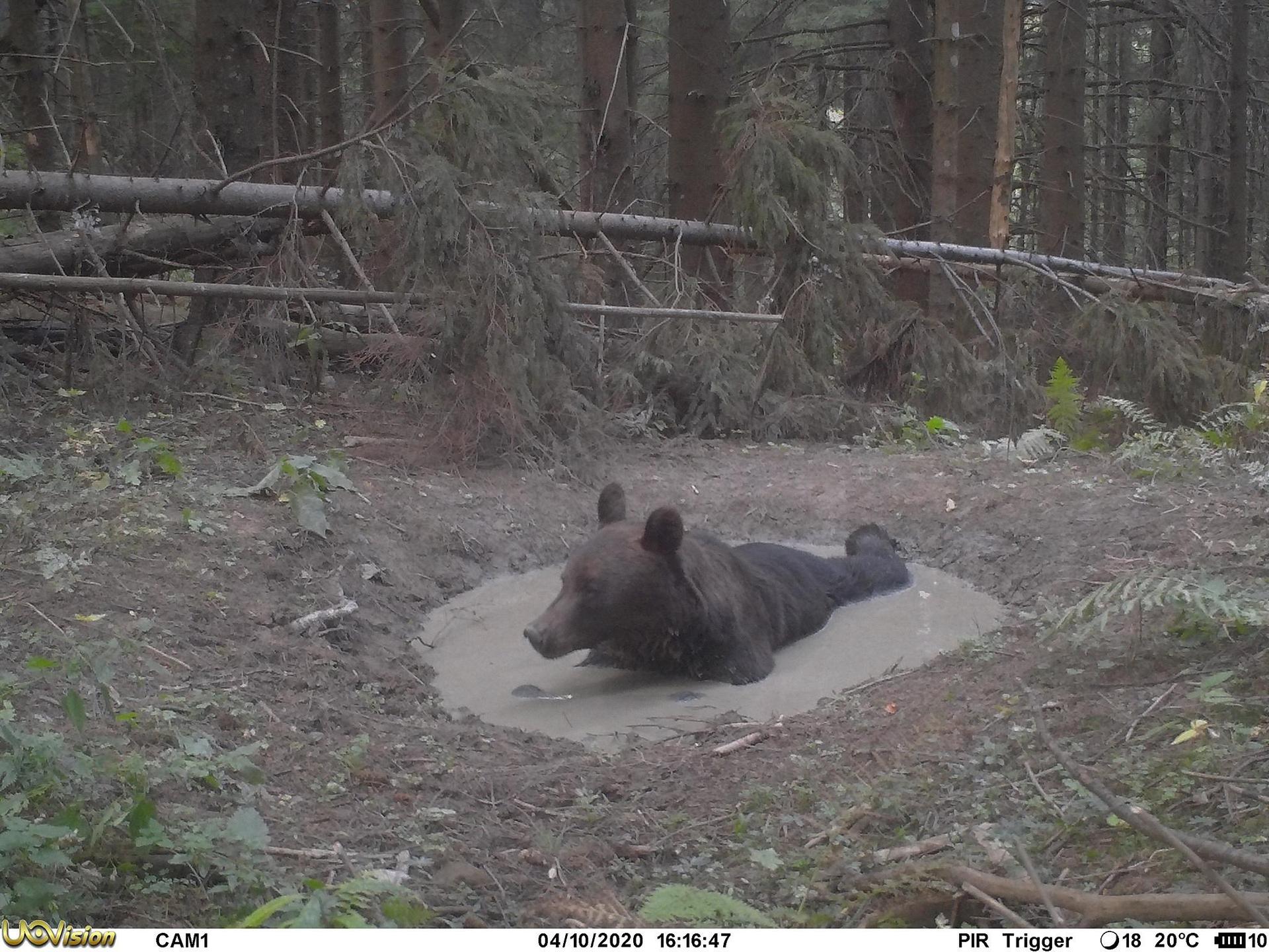 Un animal sauvage se baignant en Roumanie
