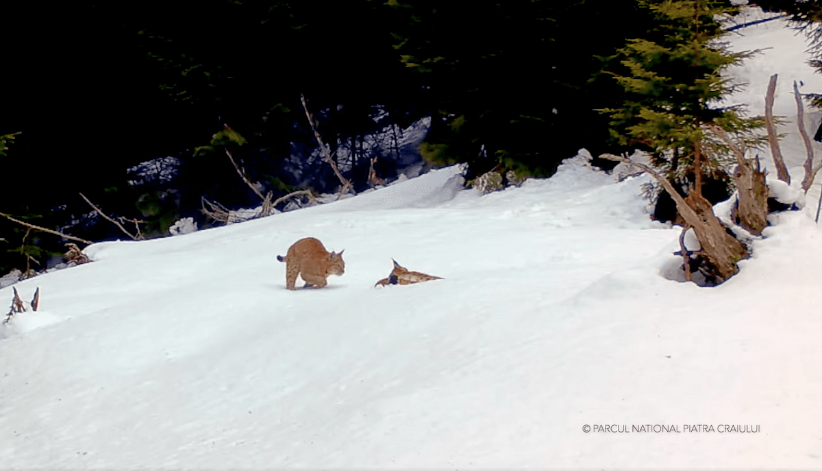 vidéo lynx roumanie