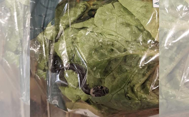 un serpent dans une salade ALDI à Sydney