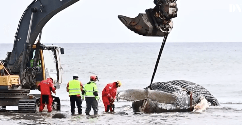 Une baleine remorquée à terre sur l'île d'Öland