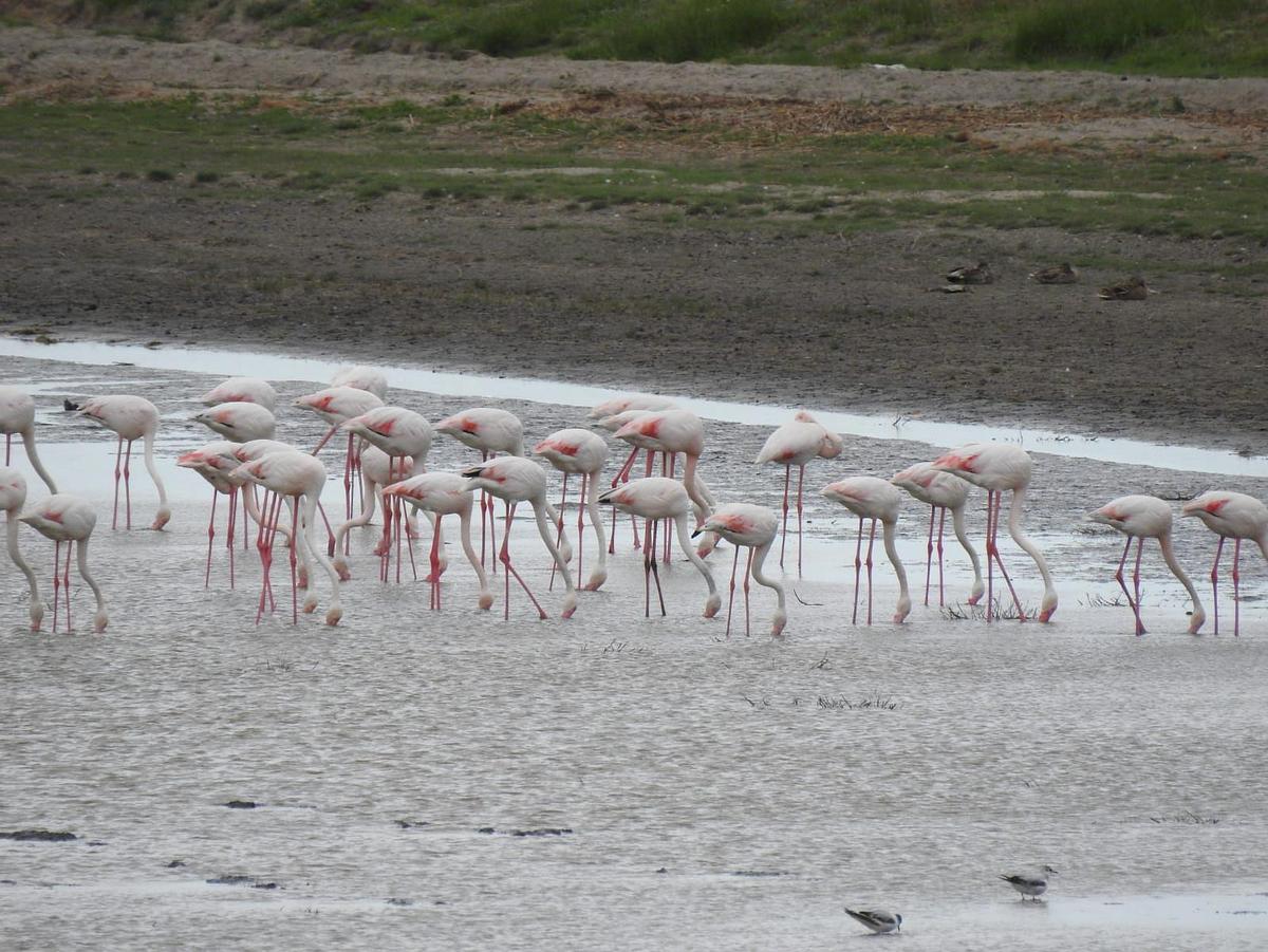 Flamants roses dans le delta du Danube
