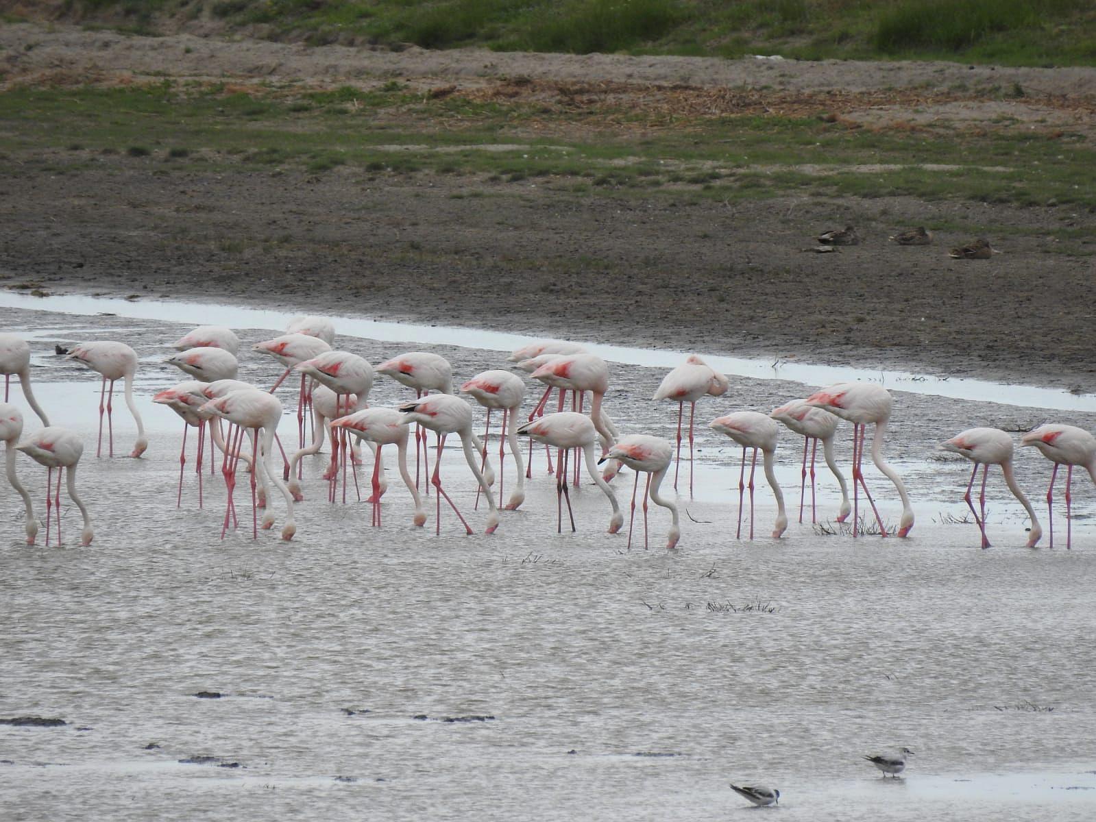 Flamants roses dans le delta du Danube