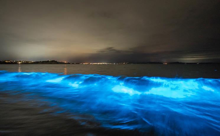 plage de Whangaparāoa avec la mer qui se met à briller la nuit
