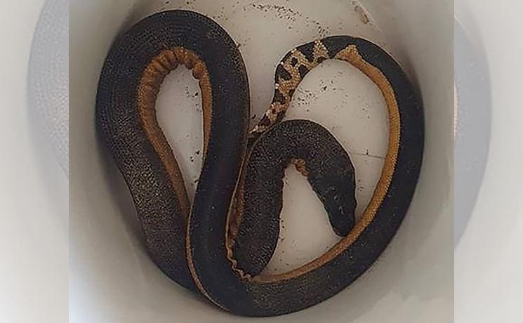 seprent de mer couleuvre à ventre jaune