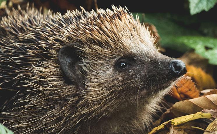 un hérisson dans les feuilles mortes