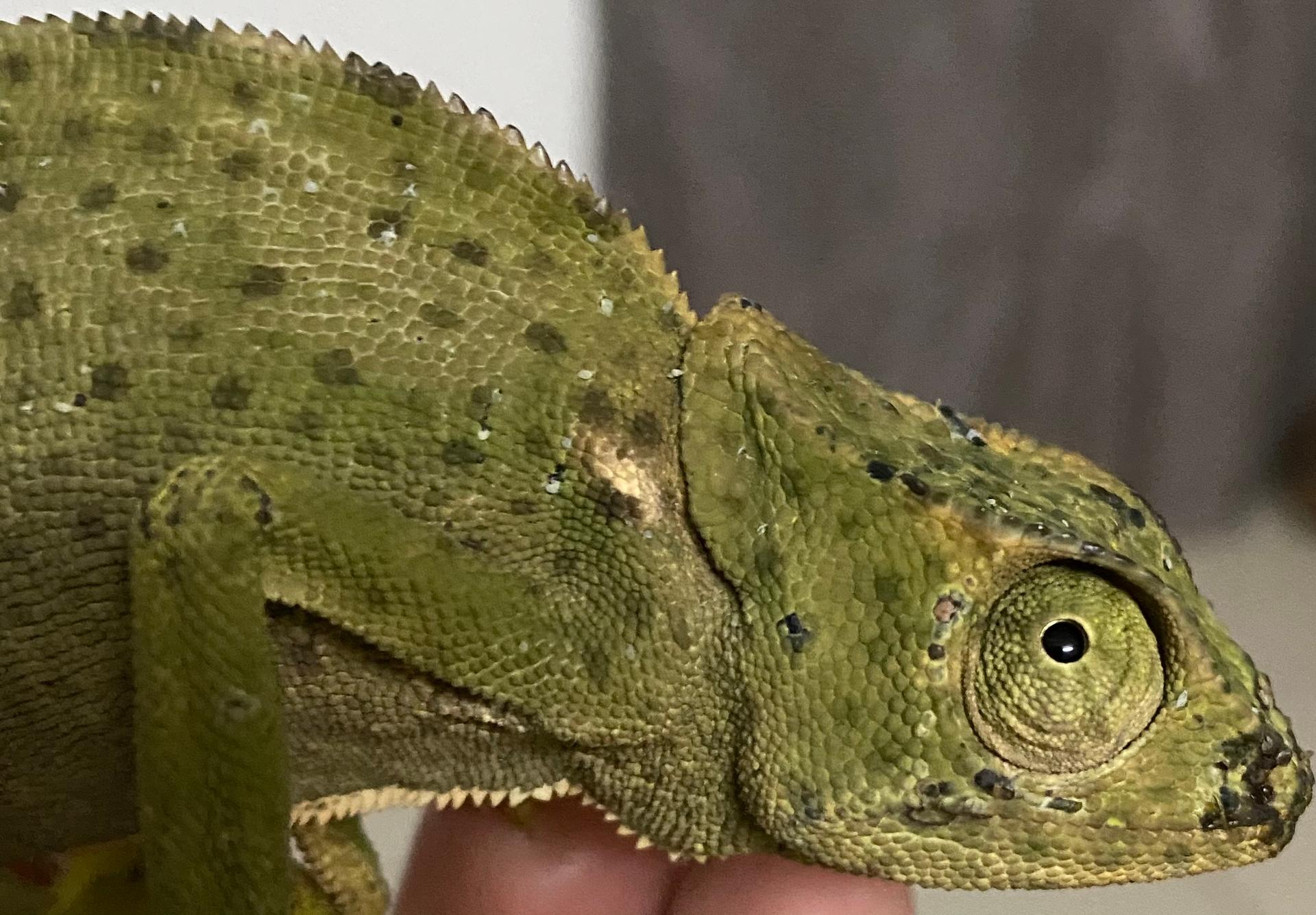 Un caméléon du Bénin