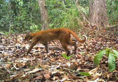 Chat de Termminck repéré au Ratanakiri au Cambodge 5
