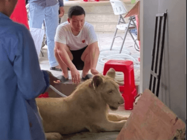 Chinois qui levait un lion à Phnom Penh