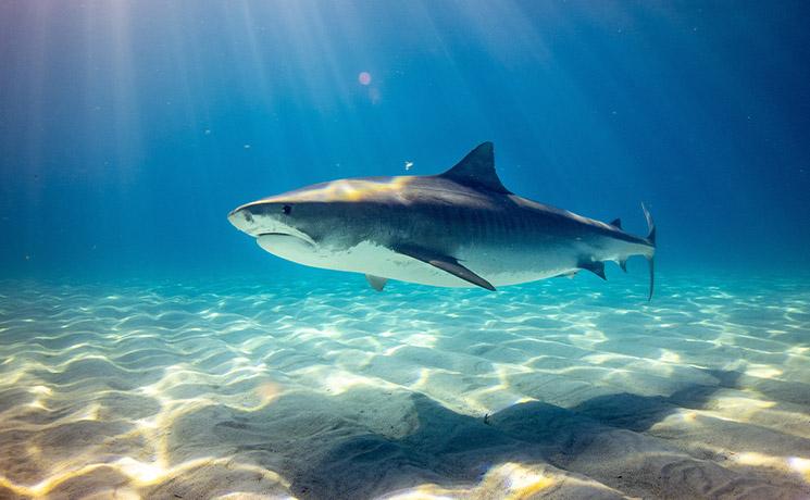 Requin qui nage près du fond
