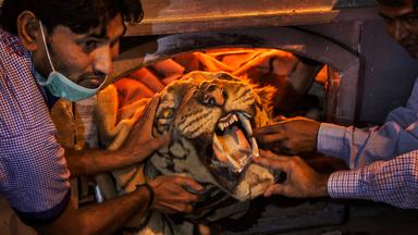 tigres sauvages en inde