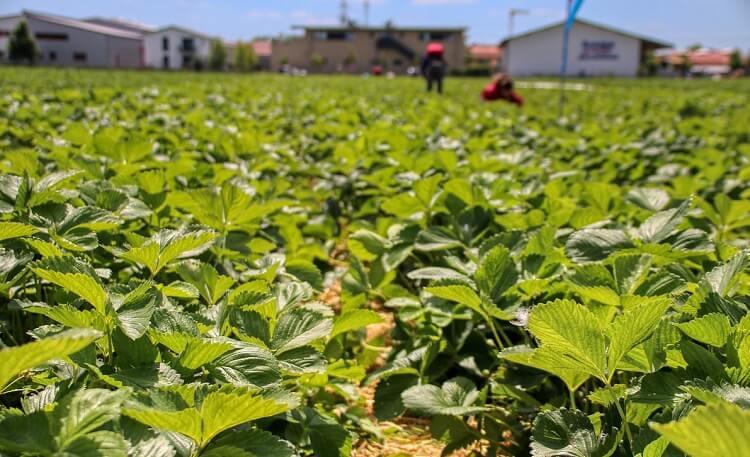 champ de fraises avec plantes vertes et travailleurs
