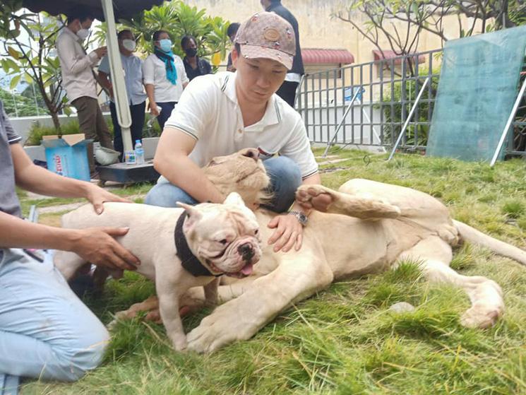 Lion détenu par un particulier a Phnom Pneh