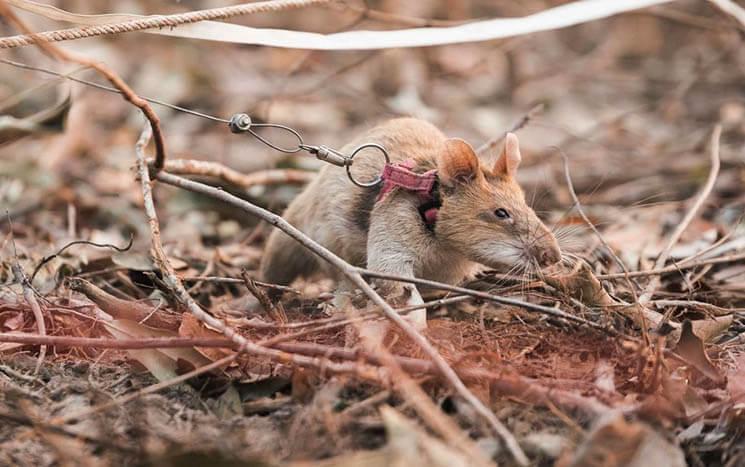 Magawa, rat médaillé Photo APODO 2_0