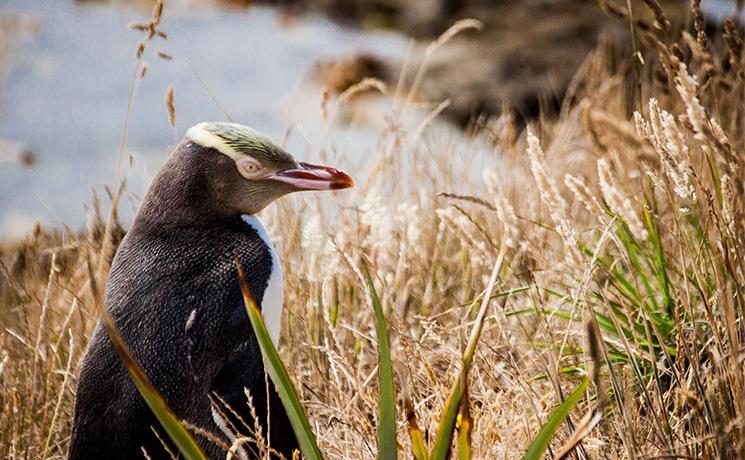 manchot aux yeux jaunes hoiho