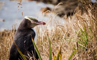 manchot aux yeux jaunes hoiho