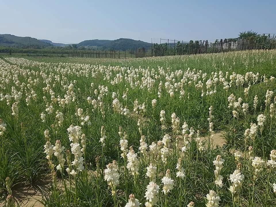 tuberoses_hoghilag_-_photo_sarbatoarea_tuberozelor_din_hoghilag_on_fb