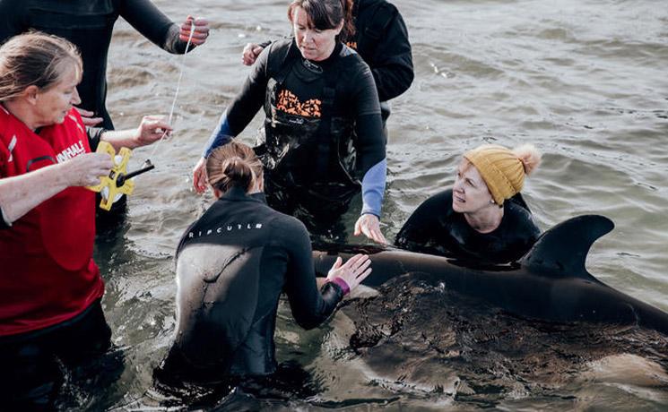 une orque entouré de sauveteurs