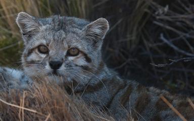 Le chat andin, une espèce en voie d’extinction