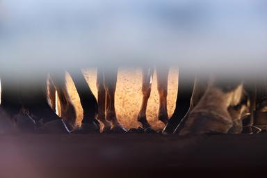 Les sabots des chevaux de rodéo de la foire de Bourail en Nouvelle-Calédonie