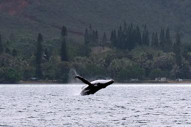Une baleine à bosse fait un saut dans le baie de Prony au Sud de Nouméa en Nouvelle-Calédonie