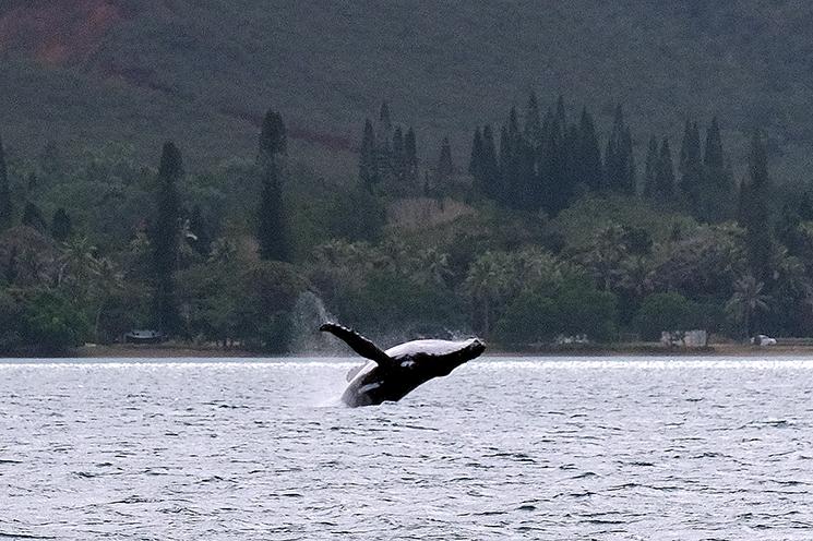 Une baleine à bosse fait un saut dans le baie de Prony au Sud de Nouméa en Nouvelle-Calédonie