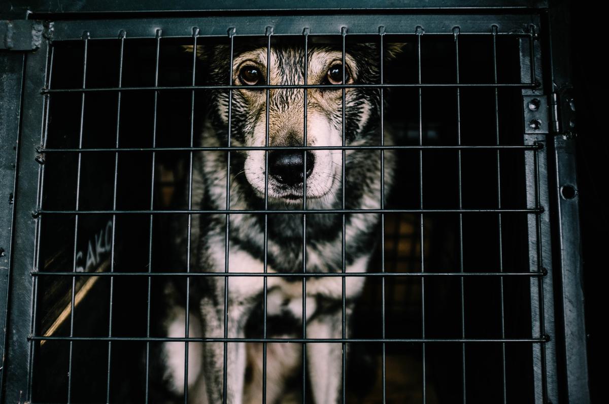 Chien-loup dans une cage (dans un refuge).