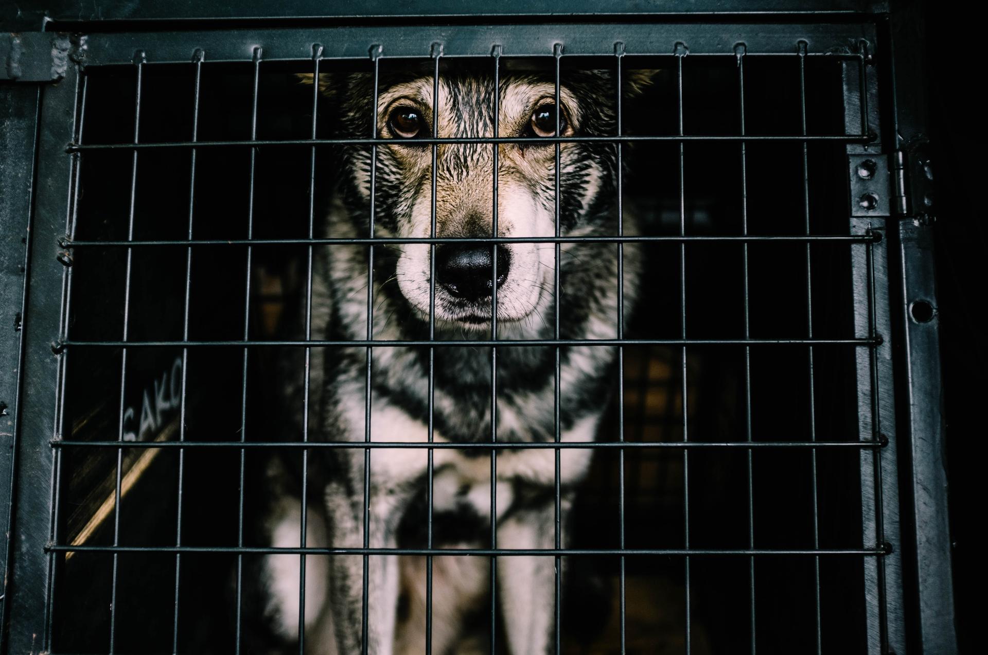 Chien-loup dans une cage (dans un refuge).