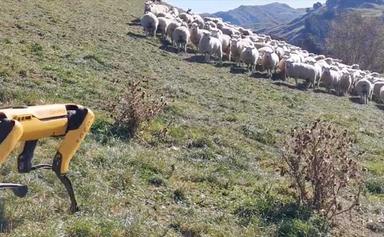 spot le nouveau robot chien de berger