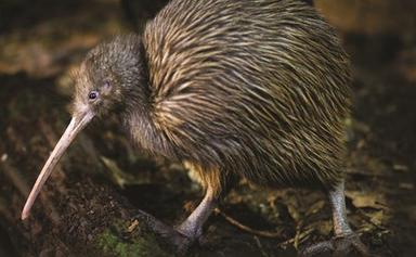 un oiseau kiwi