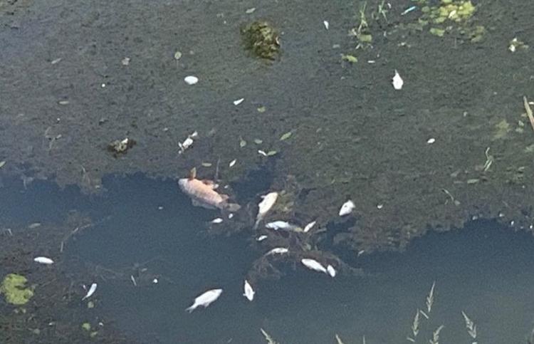 Poissons morts dans le fleuve du Tibre