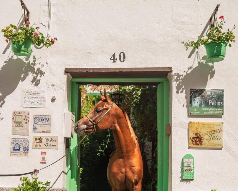 Cheval arabe Cordoue