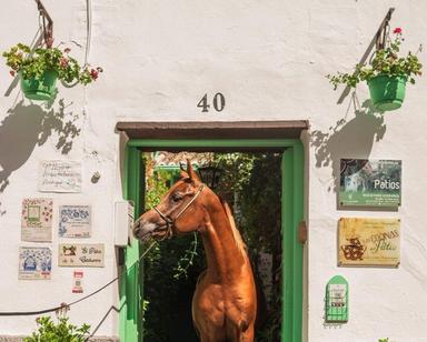 Cheval arabe Cordoue