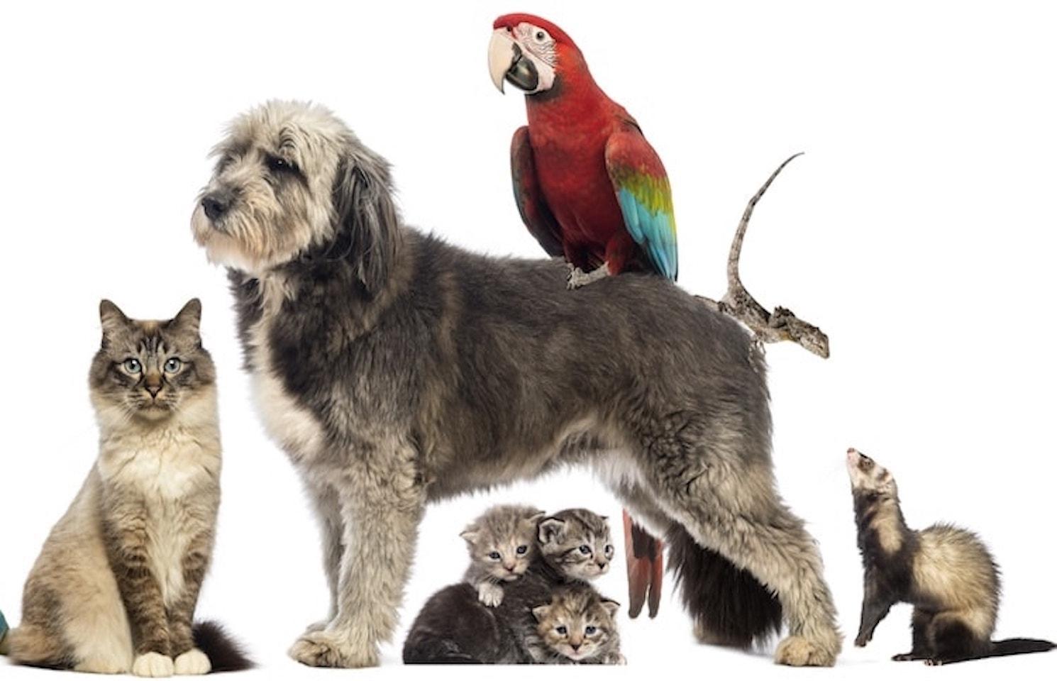 Affiche de la journée mondiale des animaux